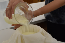 PCC Biology Students Make Cheese in Science Lab